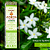 Incenso Indiano Goloka Ayurvedic - Jasmine - 15 g - Imagem 2