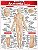 ANATOMIA DE SUPERFÍCIE - Imagem 1