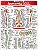 ANATOMIA PROFUNDA E POSTERIOR - Imagem 1