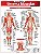 SISTEMA MUSCULAR AVANÇADO - Imagem 1