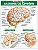 ANATOMIA DO CÉREBRO - Imagem 1
