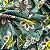 VISCOSE ESTAMPADA | 11 - Imagem 3