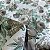 TECIDO PERCAL 200 FIOS | 100% ALGOD - 2,50m | FLORAL MARROM/VERDE CIL.70045 - Imagem 3