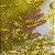 TULE BORADADO RENDA CORD METALIC | 1,30m | AMARELO YPE - Imagem 3