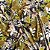 Malha Liganete Estampada - 1m X 1,60m - 544 Preto - Imagem 2