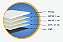 GOLD LINE ZIPER - Imagem 2