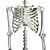 Enfeite de Decoração Halloween Esqueleto Caveira Articulada Corpo Realista 1,65m com Som e Luz Festa Dia das Bruxas Noites do Terror Sexta Feira 13 - Imagem 6