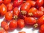 Sementes de pimenta 🌶 pombarim, pimenta passarinho 🐦 - Imagem 4