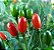 Sementes de pimenta 🌶 pombarim, pimenta passarinho 🐦 - Imagem 1