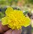 Mudas de 11 horas pom pom portulaca - Imagem 2