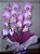 Orquídea phalaenopsis grande cascata com arranjo - Imagem 3