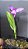 Orquídea spathoglottis vinho - Imagem 1
