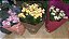 Calanchoe e calandiva pote 11 - Imagem 4