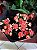 Calanchoe e calandiva pote 11 - Imagem 1