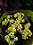 Calanchoe e calandiva pote 11 - Imagem 9