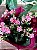 Calanchoe e calandiva pote 11 - Imagem 2