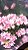 Calanchoe e calandiva pote 11 - Imagem 5