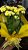 Calanchoe e calandiva pote 11 - Imagem 10