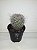 Mini cactos ornamentais 6cm - com vasinho - Imagem 3