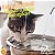 Bebedouro Fonte Inox 4,5 Litros com Suporte + Filtro de Carvão Ativado (BiVolt) para Gatos e Cães - Gato é Vida® - Imagem 15