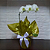 Orquídea Phalaenopsis Branca - Imagem 1