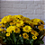 Vaso de Mini Margarida Amarela - Imagem 2