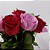 Explosão de Amor de 12 Rosas Vermelhas e Rosas no Vidro - Imagem 2