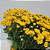 Cestinha de Margaridas Amarelas - Imagem 2