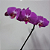 Orquídea Phalaenopsis Lilas no Vidro com Chocolate - Imagem 2