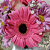 Sutileza de Gerberas  e Rosas Pink e Margaridas Roxas com Pelúcia - Imagem 2