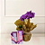 Kit Natura e Flores - Orquídea Phalaenopsis Lilas e Tododia Ameixa e Flor de Baunilha - Imagem 1