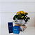 Kit Natura e Flores - Kalanchoe Amarela e KaiaK - Imagem 1