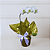 Orquídea Phalaenopsis - Imagem 2