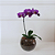 Orquídea Phalaenopsis no Vidro - Imagem 2