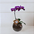 Orquídea Phalaenopsis Lilas no Vidro com Chocolate - Imagem 1