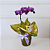 Orquídea Phalaenopsis Lilas com Chocolate - Imagem 1