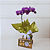 Orquídea Phalaenopsis Lilas com Chocolate - Imagem 2