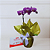 Orquídea Phalaenopsis Lilas com Chocolate - Imagem 3