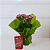 Vaso Kalanchoe Rosa com Chocolate - Imagem 3