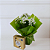 Vaso Kalanchoe Branca com Chocolate - Imagem 1