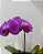 Orquídea Lilás Elegance - Imagem 2