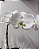 Orquídea Branca Clássica - Imagem 2