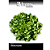 FELTRIN SEMENTE CHICORIA GIGANTE BARBARELA ESCAROLA  700MG - Imagem 4