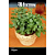 FELTRIN SEMENTE OREGANO 1PCT 170MG - Imagem 3