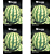 FELTRIN KIT MELANCIA REDONDA CRIMSON SWEET 1G 4UN - Imagem 1