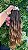 50g Ombre hair Ondulado 65cm - Imagem 1