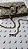 Colar Choker Lacraia 6mm - Imagem 9
