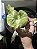 Platycerium Ridleyi Singapura - Imagem 3