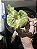 Platycerium Ridleyi Singapura - Imagem 1