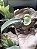 Platycerium Willinckii Gigante do Emílio (corte) - Imagem 1